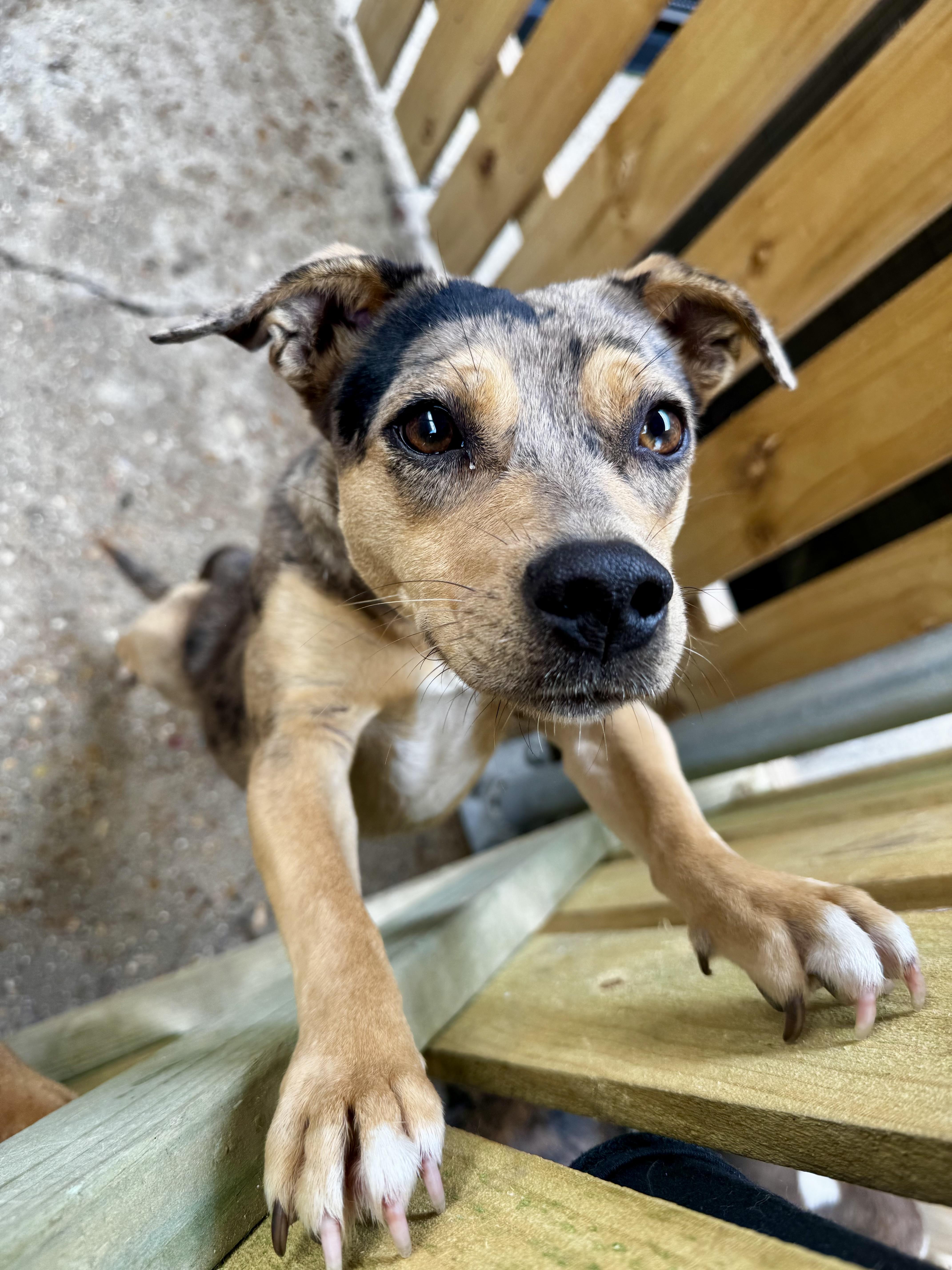 Enlarge Sweetie , a Adoptable mixed breed in Ponchatoula, LA image 3/5