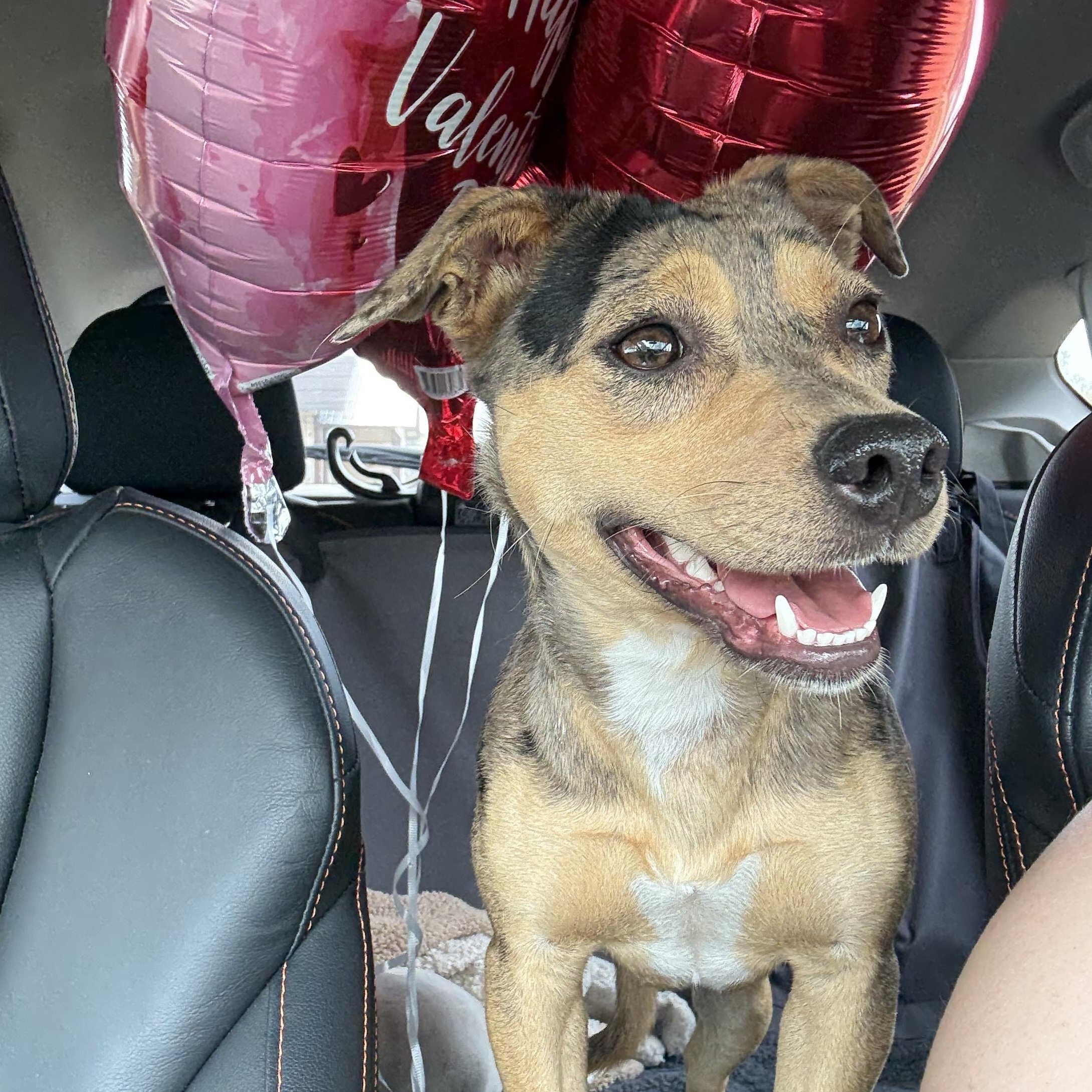 Enlarge Sweetie , a Adoptable mixed breed in Ponchatoula, LA image 2/5