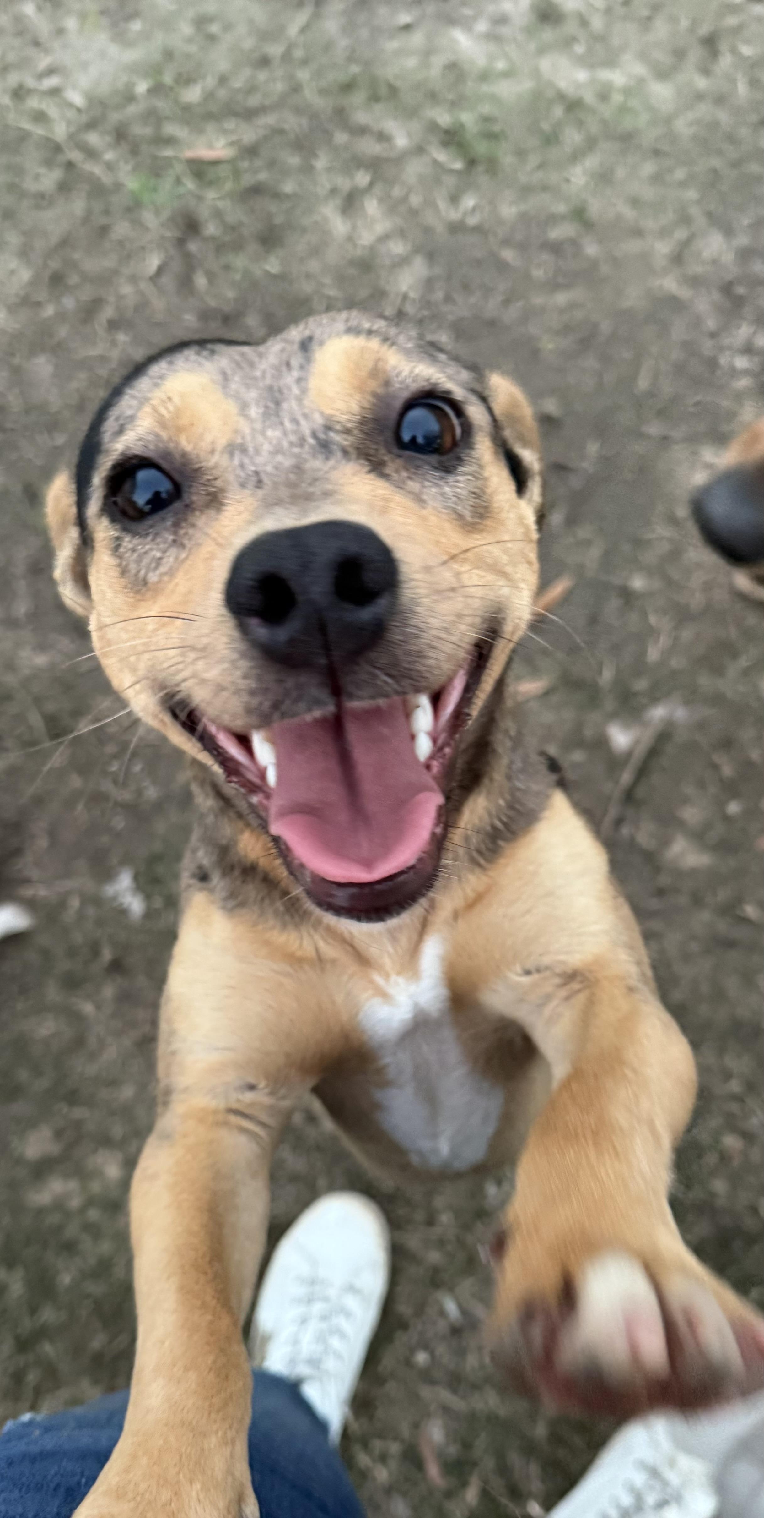 Enlarge Sweetie , a Adoptable mixed breed in Ponchatoula, LA image 1/5