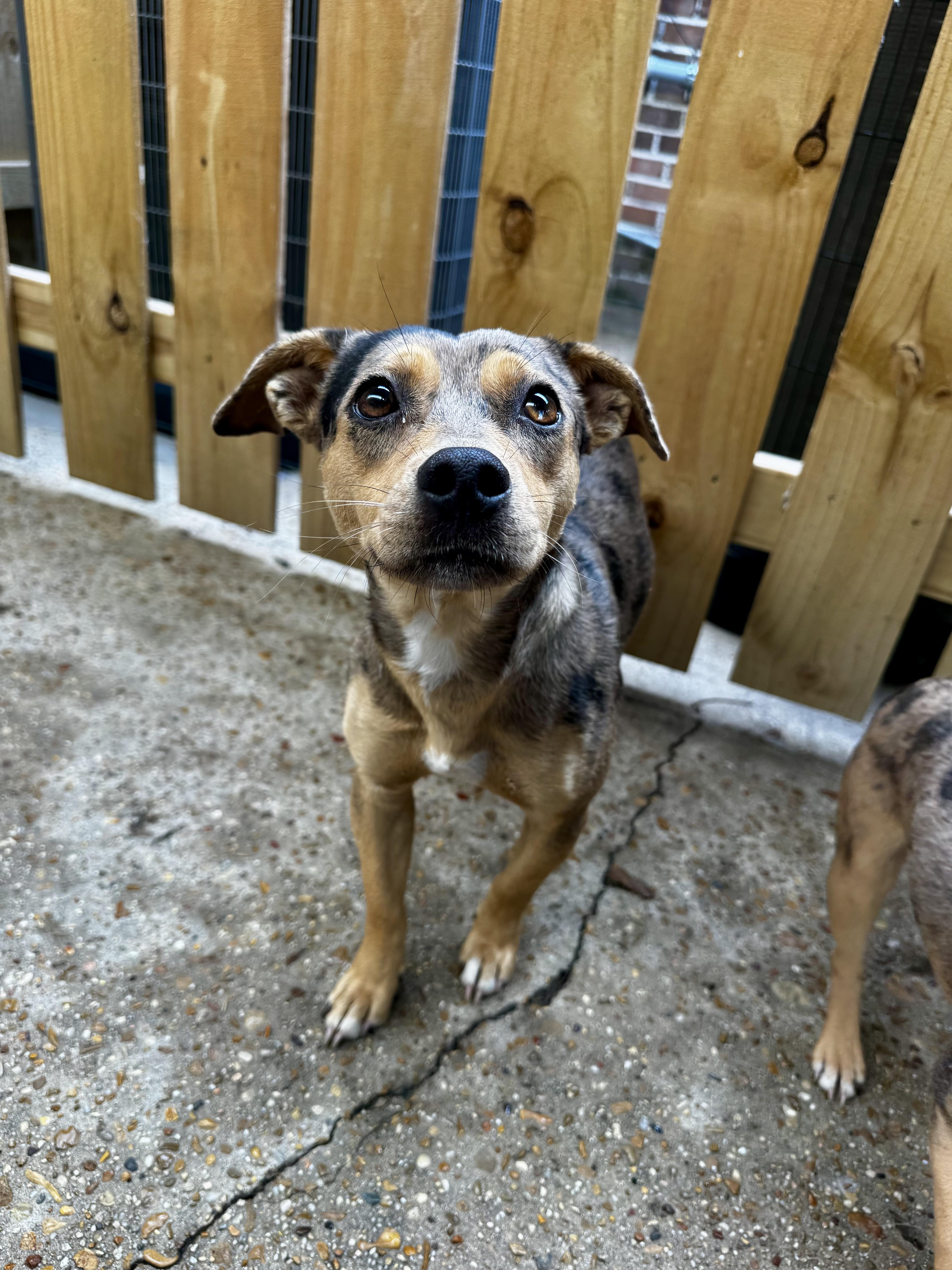 Enlarge Sweetie , a Adoptable mixed breed in Ponchatoula, LA image 5/5