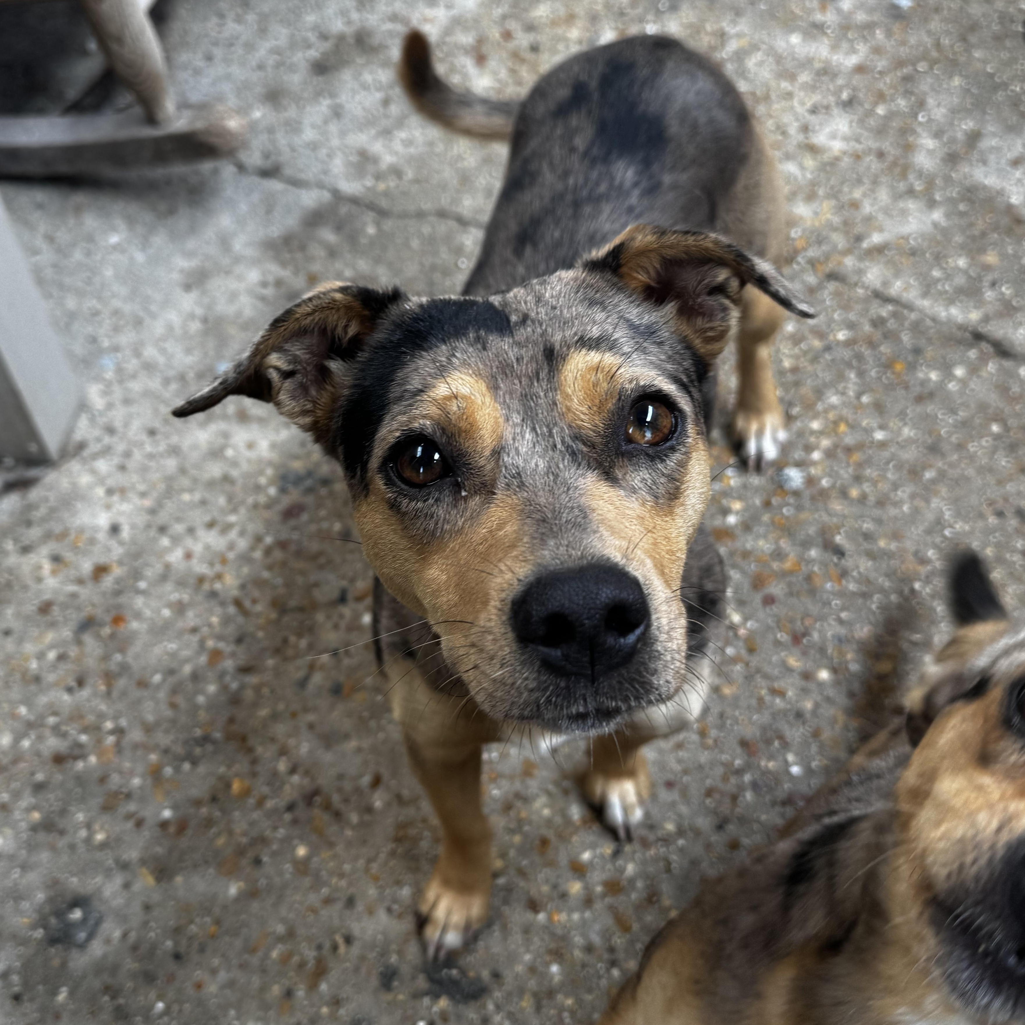 Enlarge Sweetie , a Adoptable mixed breed in Ponchatoula, LA image 4/5