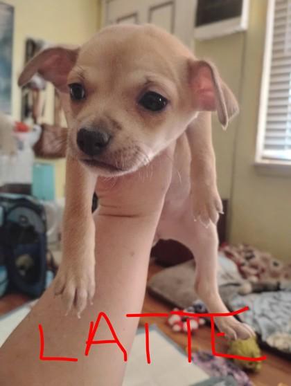 Latte 50893, adopted, Puppy Female Mixed Breed.
