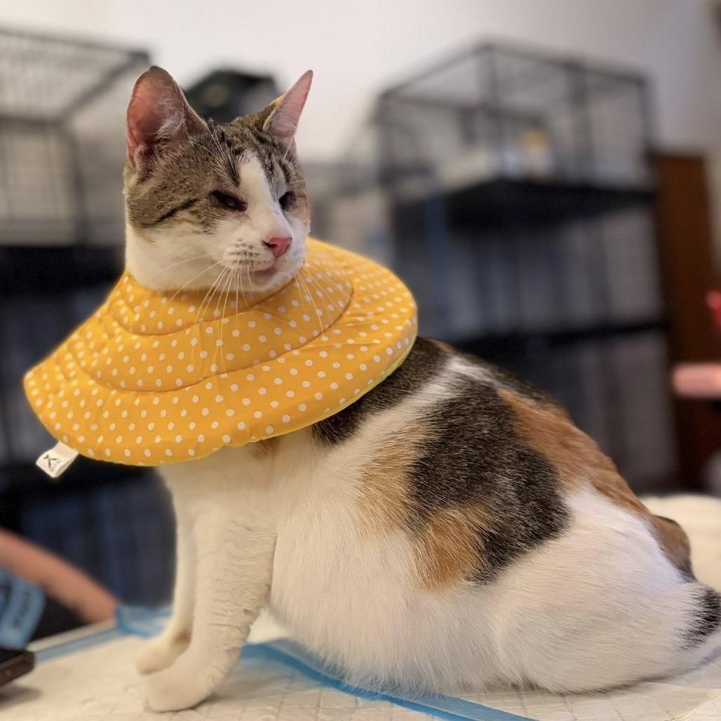 Laffy Taffy, Adoptable, Adult Female Domestic Short Hair.