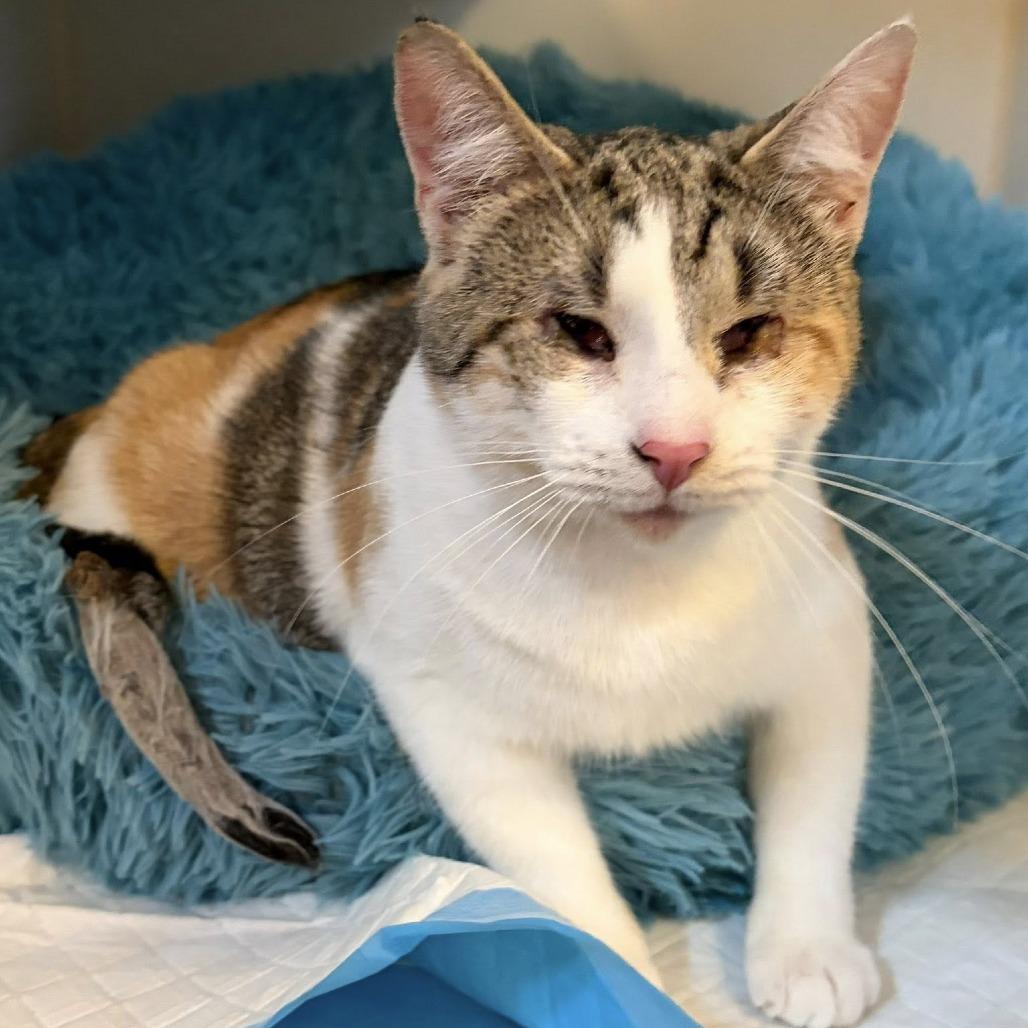 Enlarge Laffy Taffy, a Adoptable Domestic Short Hair in Middletown, OH image 2/6