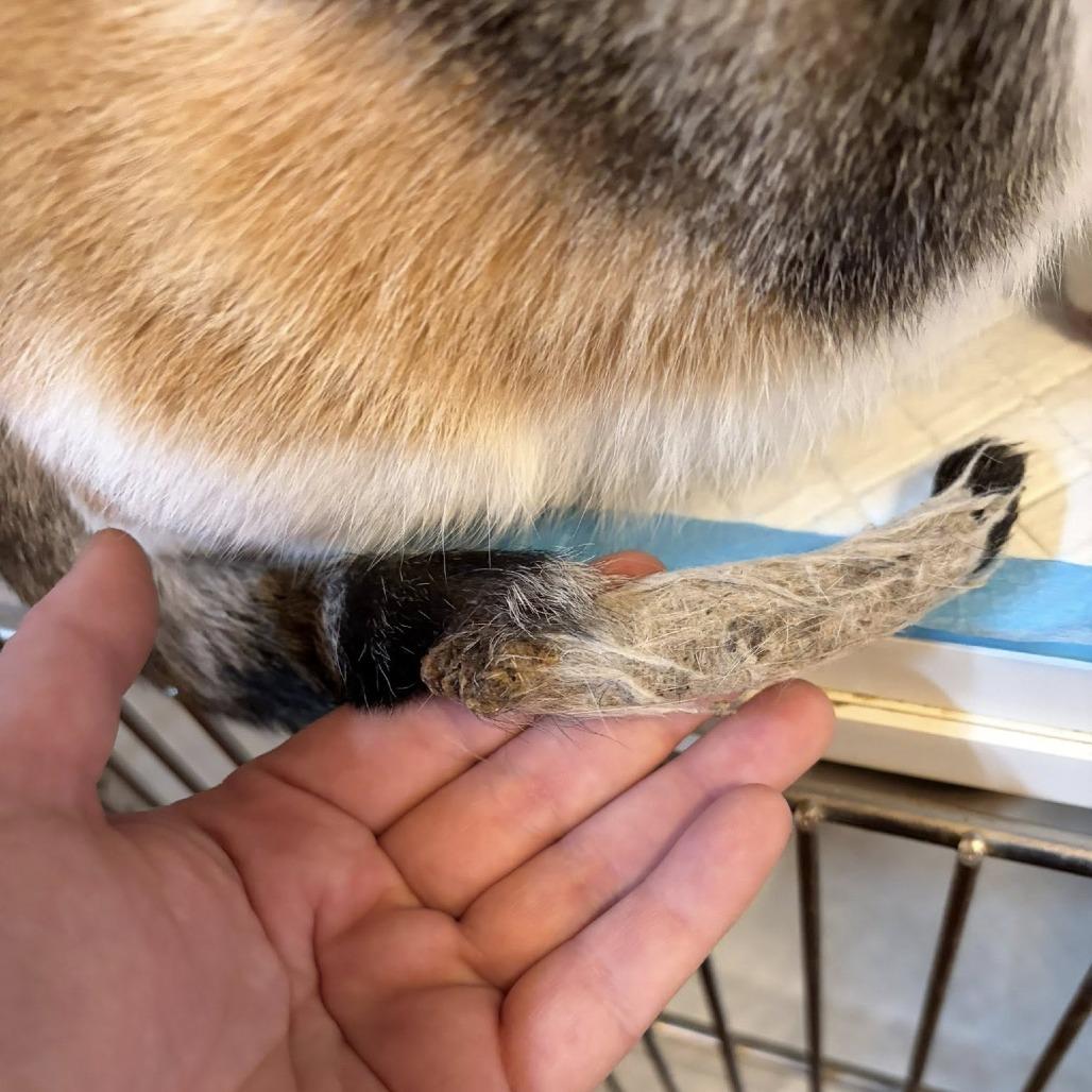 Enlarge Laffy Taffy, a Adoptable Domestic Short Hair in Middletown, OH image 3/6