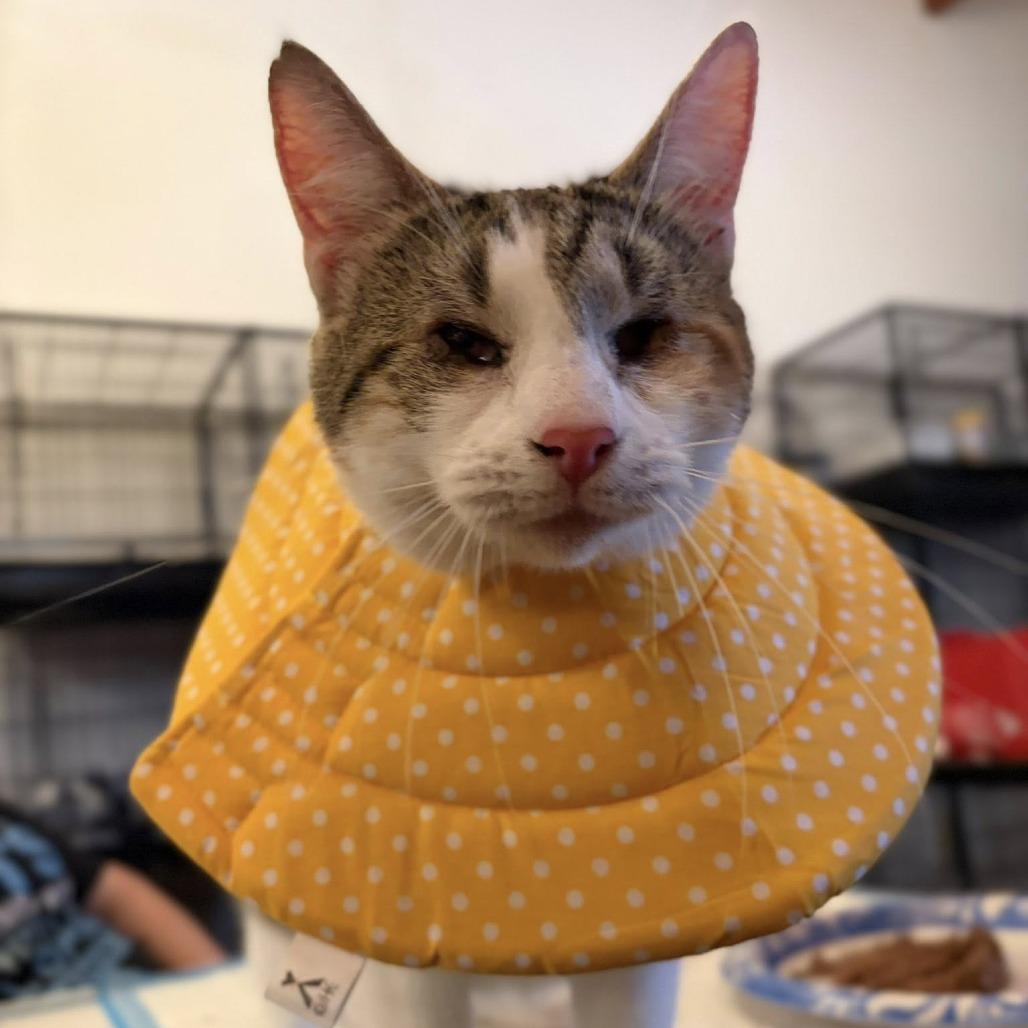 Enlarge Laffy Taffy, a Adoptable Domestic Short Hair in Middletown, OH image 4/6