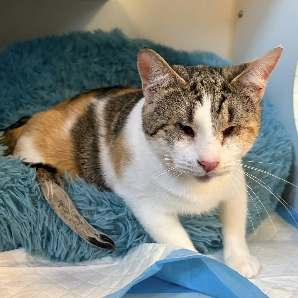 Enlarge Laffy Taffy, a Adoptable Domestic Short Hair in Middletown, OH image 5/6