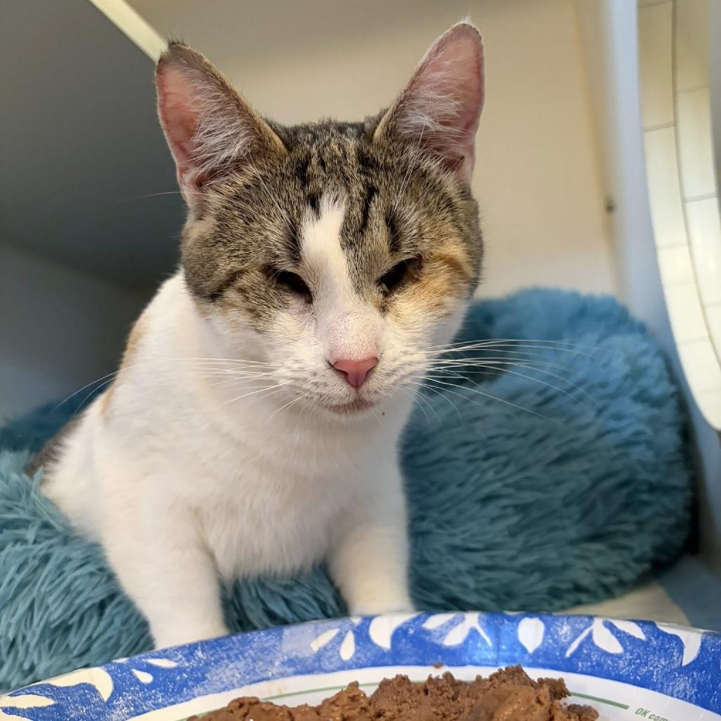 Enlarge Laffy Taffy, a Adoptable Domestic Short Hair in Middletown, OH image 6/6