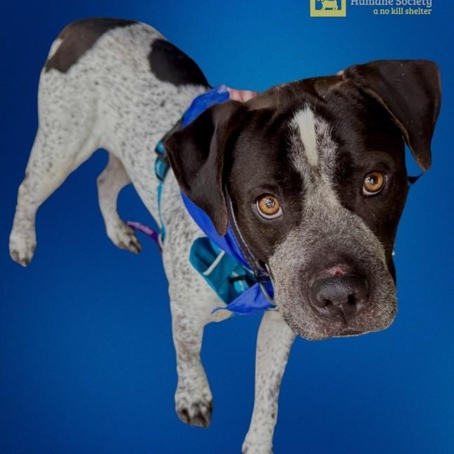 Narco, Adult Male Boxer