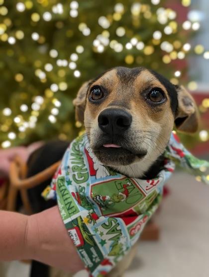 Banjo, Adoptable, Adult Male Terrier & Mixed Breed.