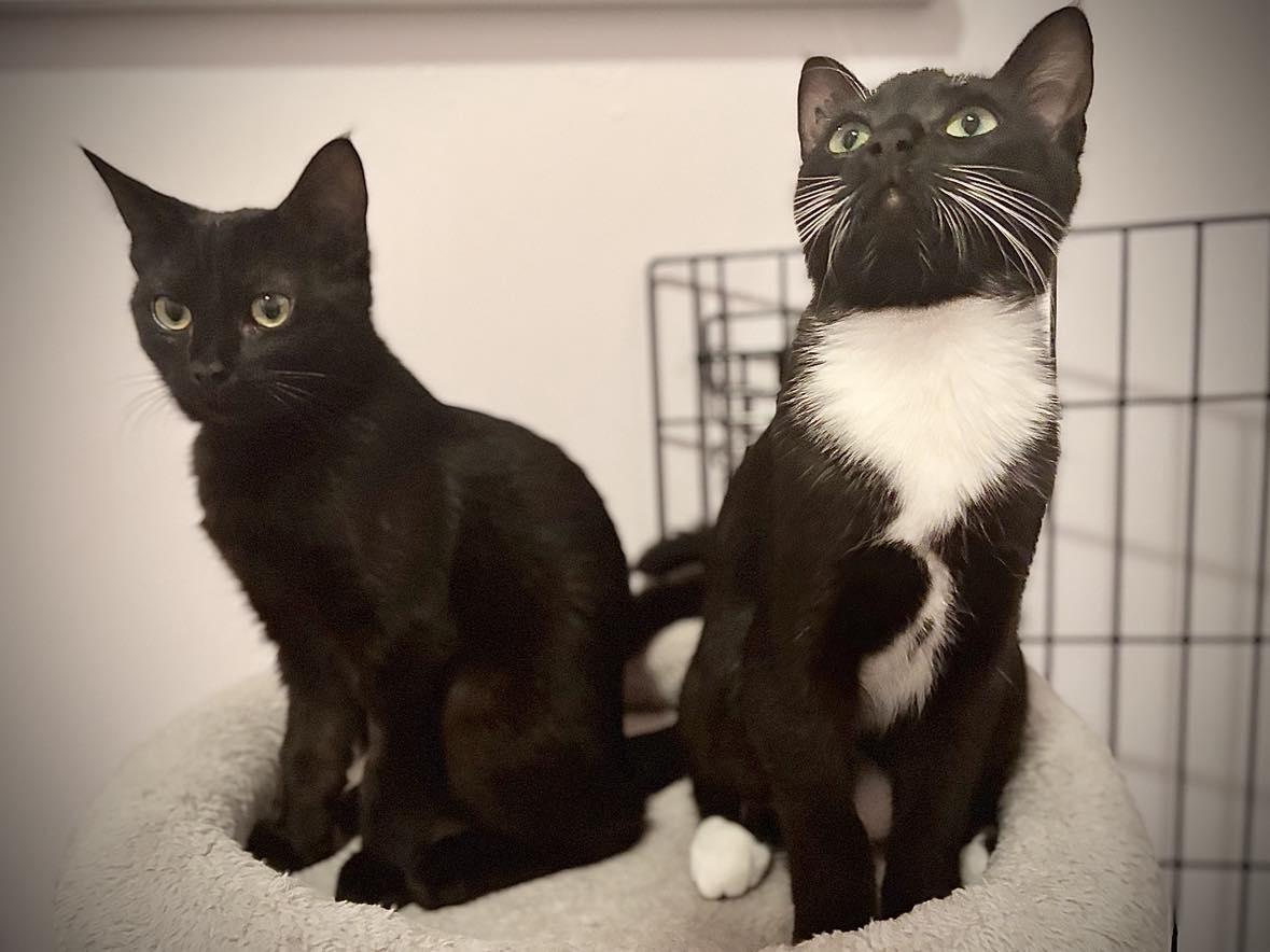 Enlarge Magpie & Raven, a Adoptable Domestic Short Hair in Shawnigan Lake, BC image 1/1