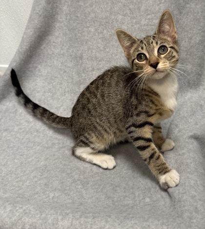 Grayson, Baby Male Domestic Short Hair