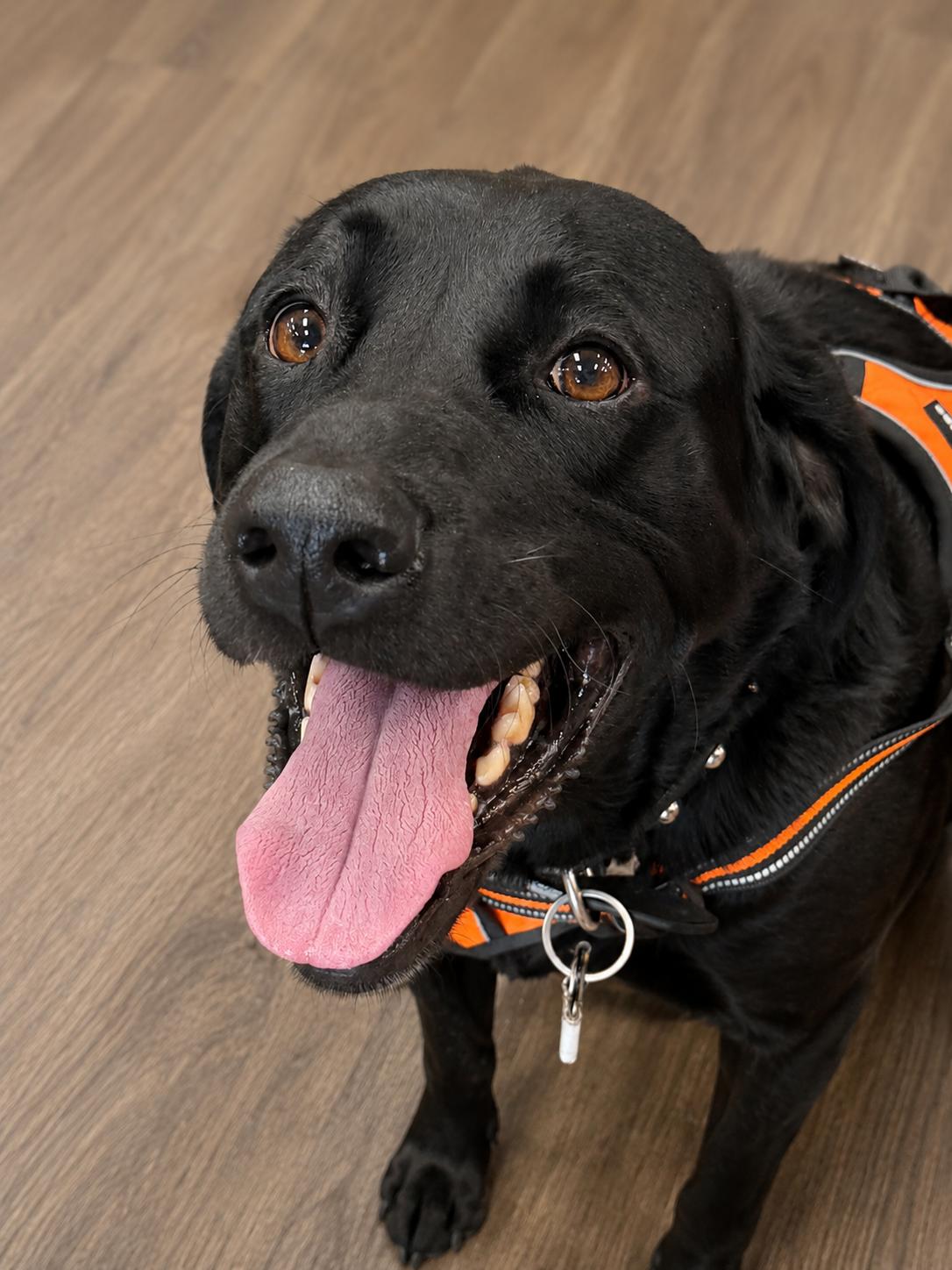 Mac, ADOPTABLE, Adult Male Labrador Retriever & German Shorthaired Pointer.