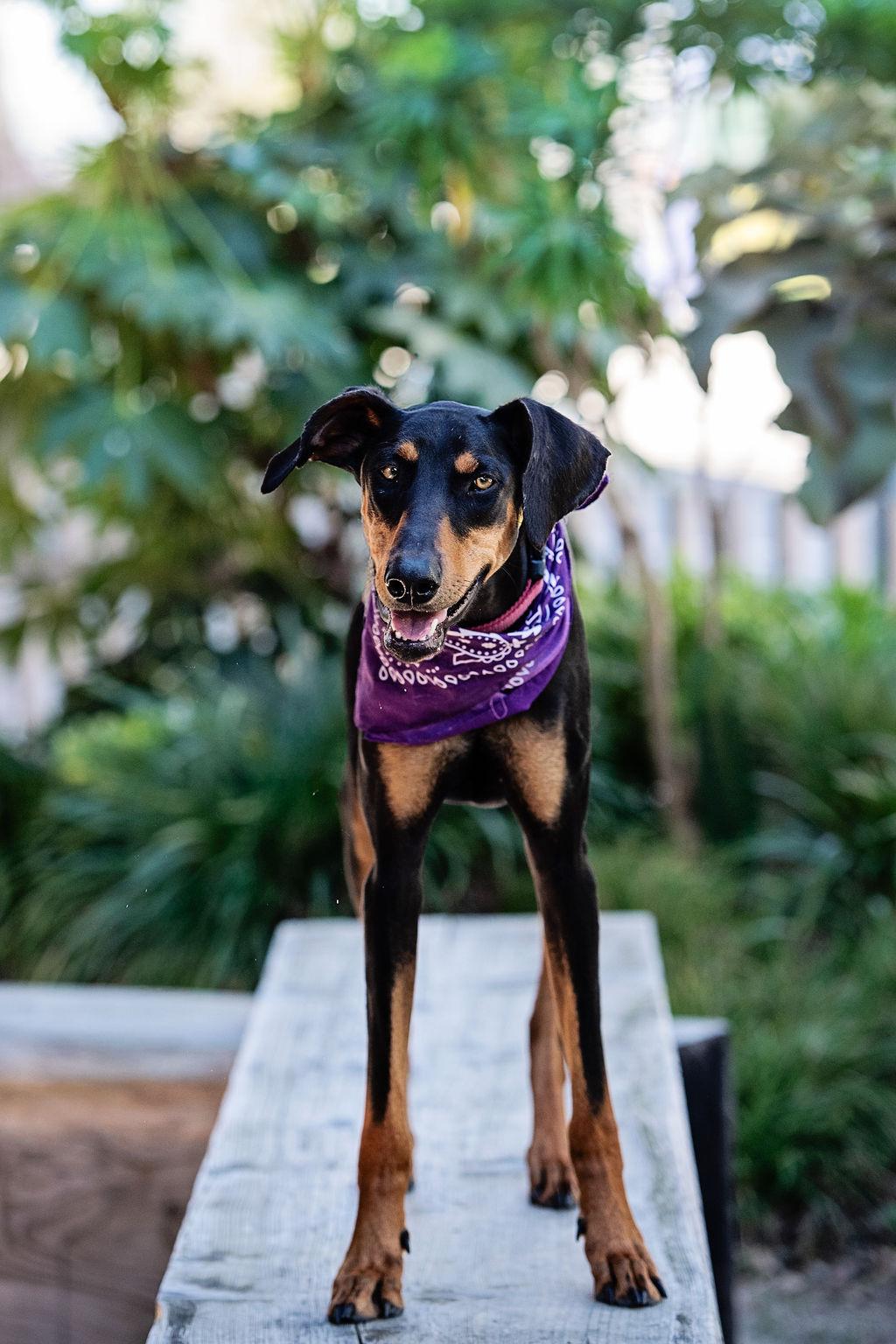 Sunshine LOVES dogs , Adoptable, Young Female Doberman Pinscher.