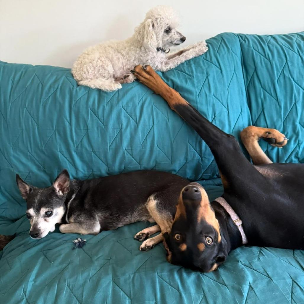 Enlarge Sunshine LOVES dogs , an adopted Doberman Pinscher in Los Angeles, CA image 4/6