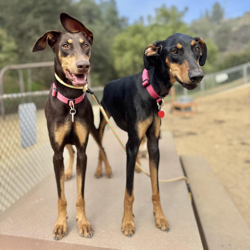 Enlarge Sunshine LOVES dogs , an adopted Doberman Pinscher in Los Angeles, CA image 2/6
