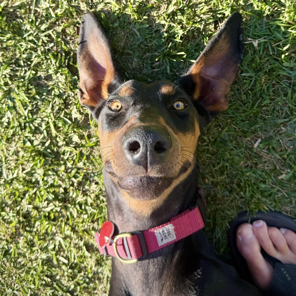 Enlarge Sunshine LOVES dogs , an adopted Doberman Pinscher in Los Angeles, CA image 3/6