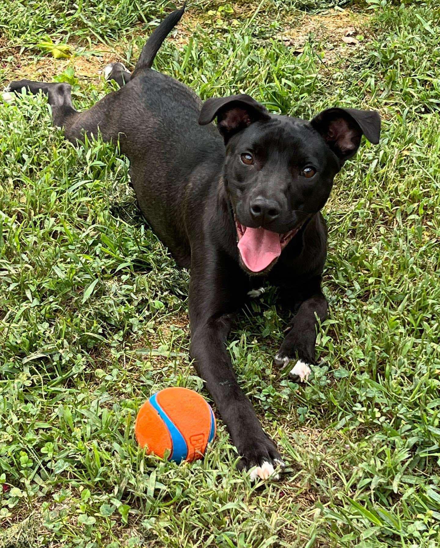 Olive, a Adoptable Pit Bull Terrier in Levittown, NY image 4/5