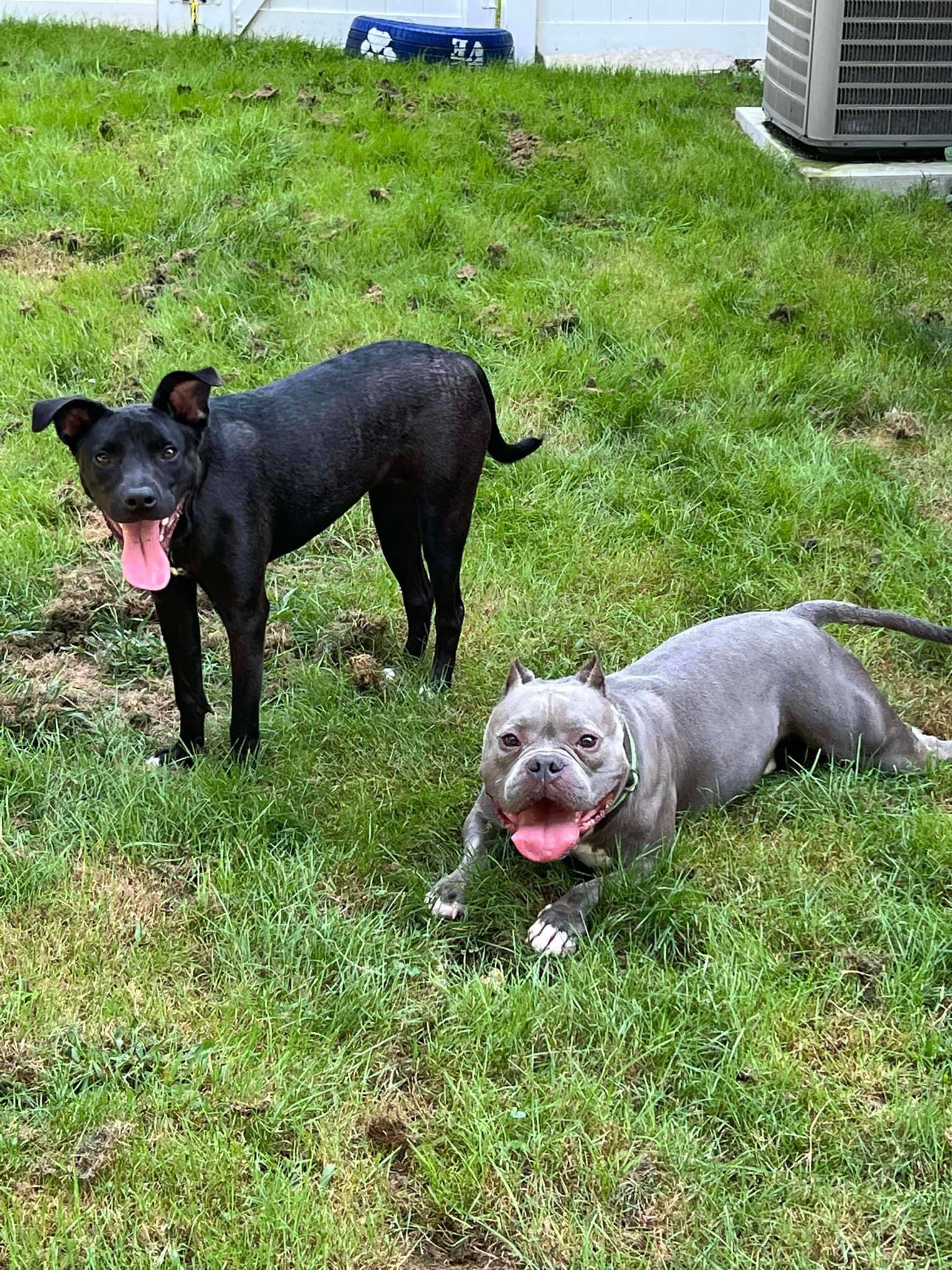 Olive, a Adoptable Pit Bull Terrier in Levittown, NY image 3/5