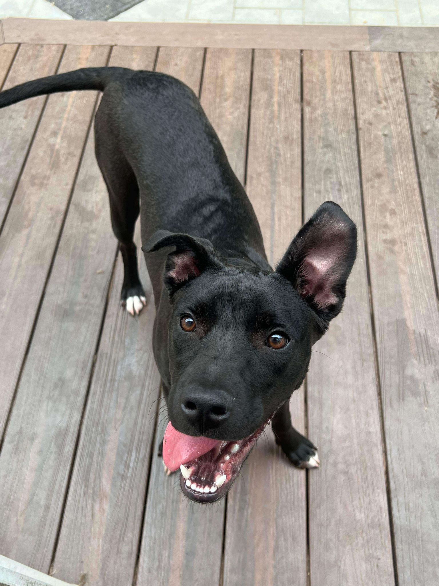 Olive, a Adoptable Pit Bull Terrier in Levittown, NY image 5/5