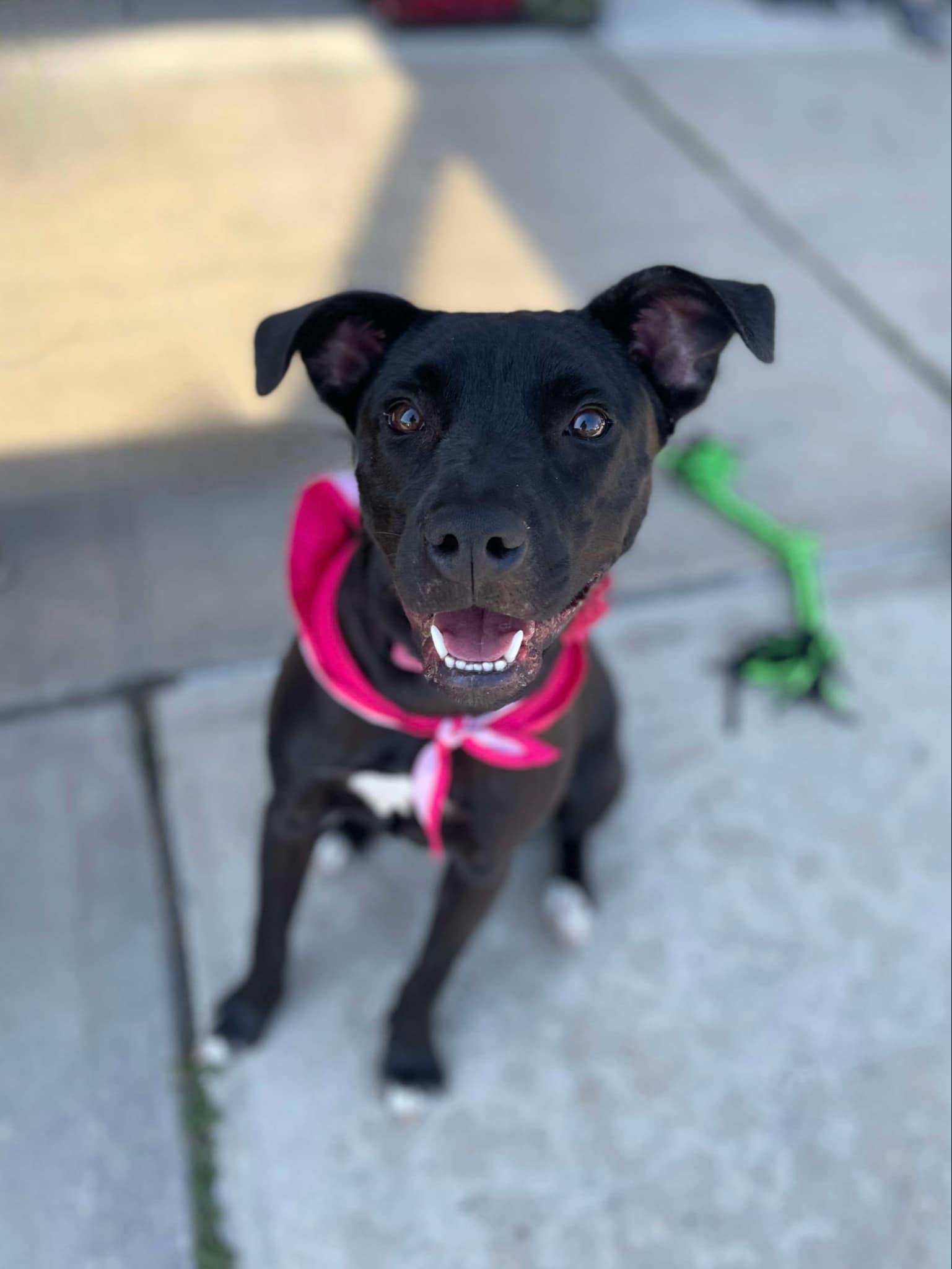 Olive, a Adoptable Pit Bull Terrier in Levittown, NY image 1/5