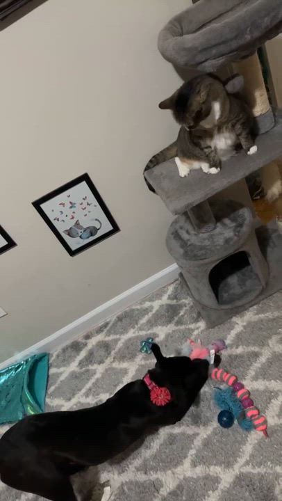 Enlarge Olive, a Adoptable Pit Bull Terrier in Levittown, NY video 2/5