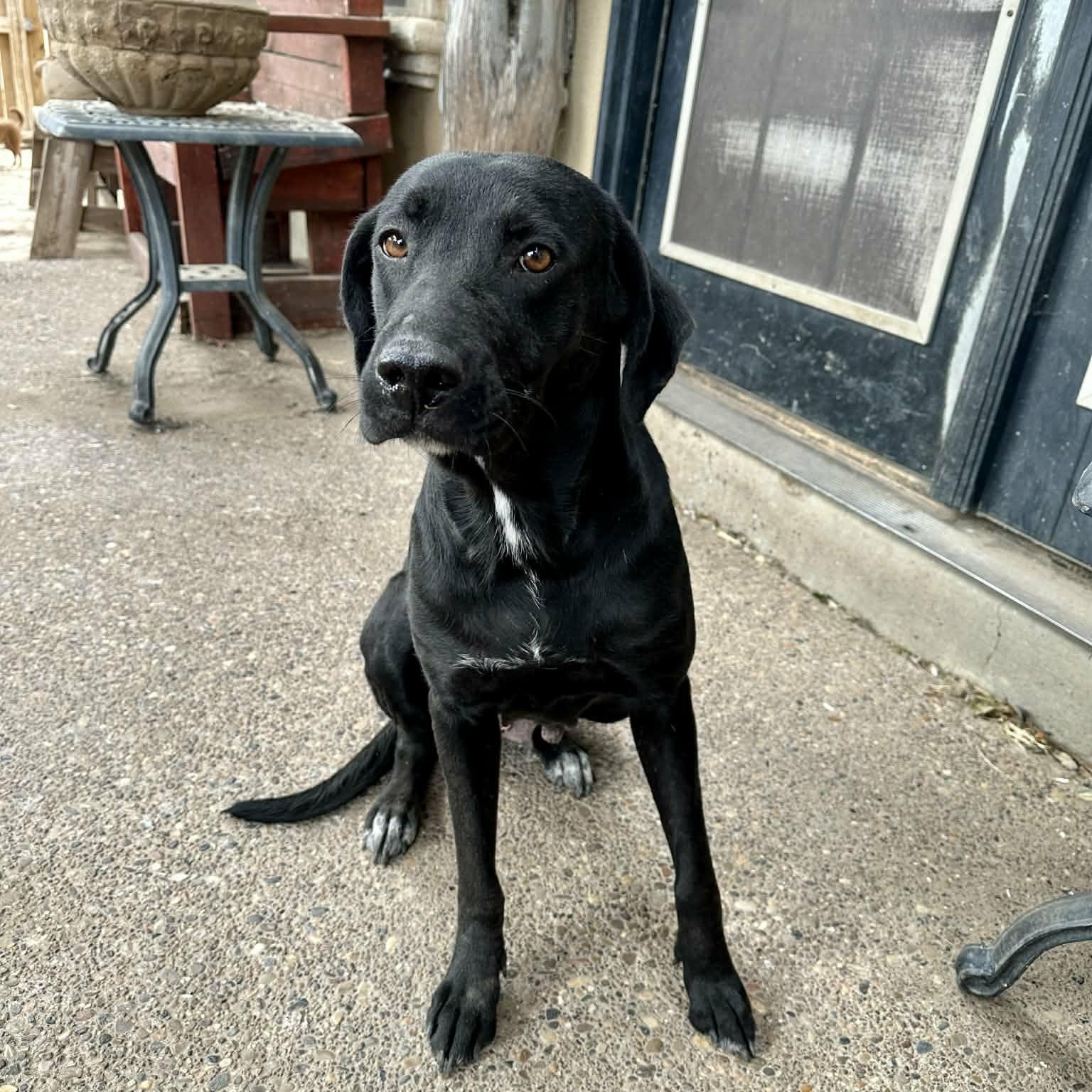 Molly, ADOPTABLE, Young Female Labrador Retriever.