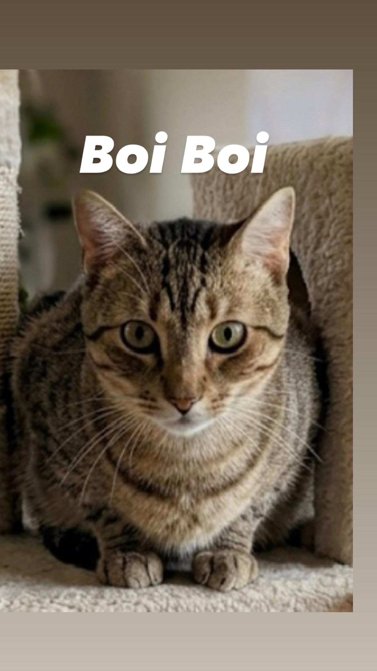 Boi Boi, Adoptable, Young Male Domestic Short Hair.