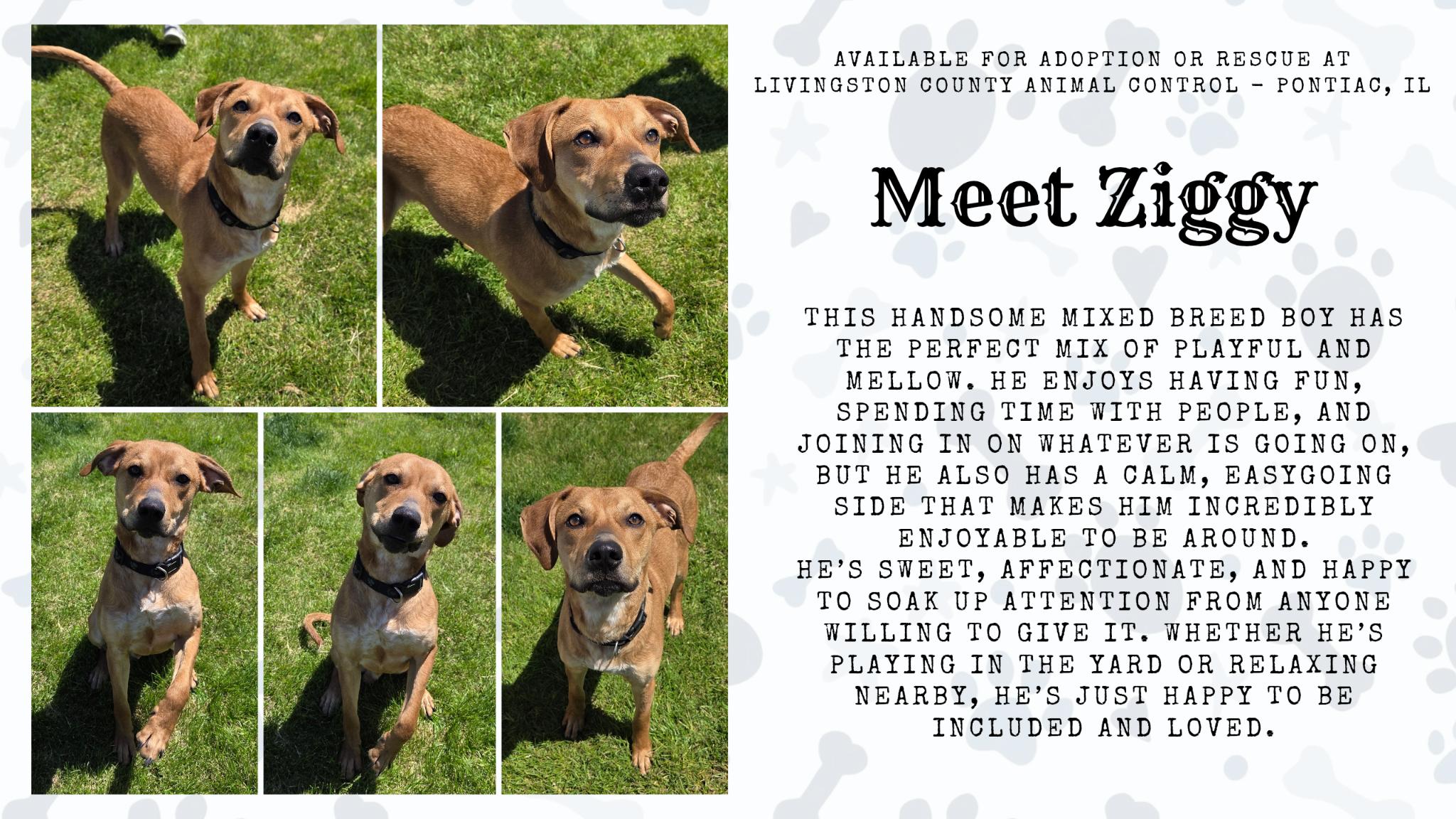 Ziggy, ADOPTABLE, Young Male Mixed Breed.