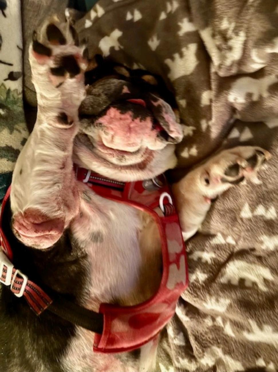 Enlarge Cleo-English bulldog , a ADOPTABLE English Bulldog in Hamburg, NY image 4/6