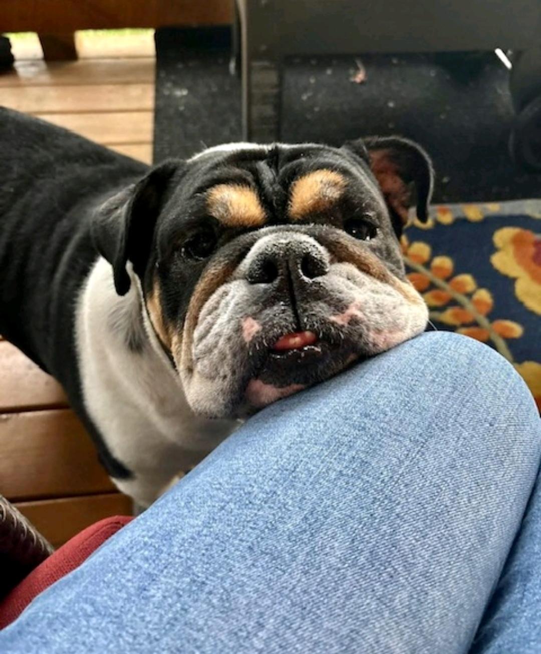 Cleo-English bulldog (waived adoption fee), ADOPTABLE, Adult Female English Bulldog.
