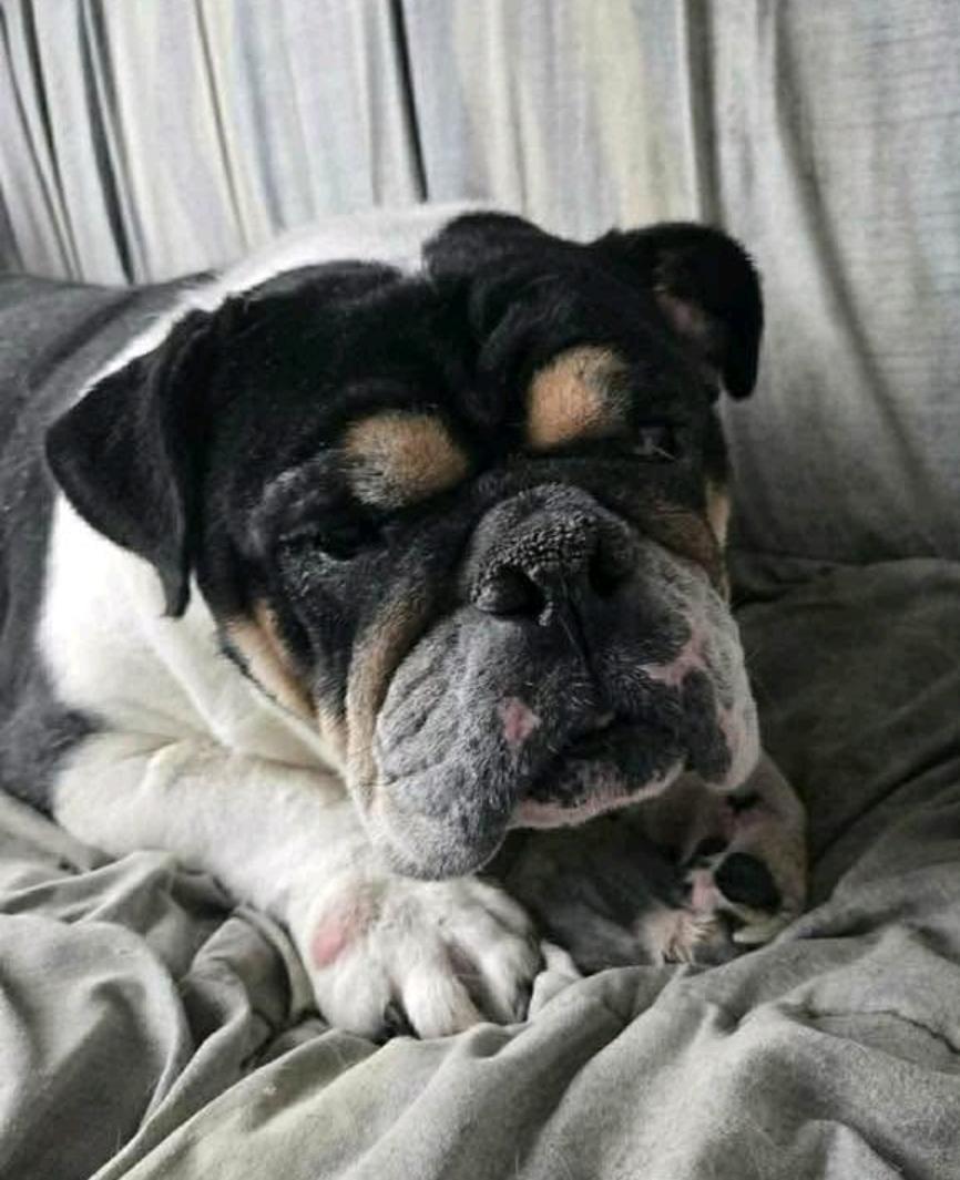 Enlarge Cleo-English bulldog , a ADOPTABLE English Bulldog in Hamburg, NY image 1/6