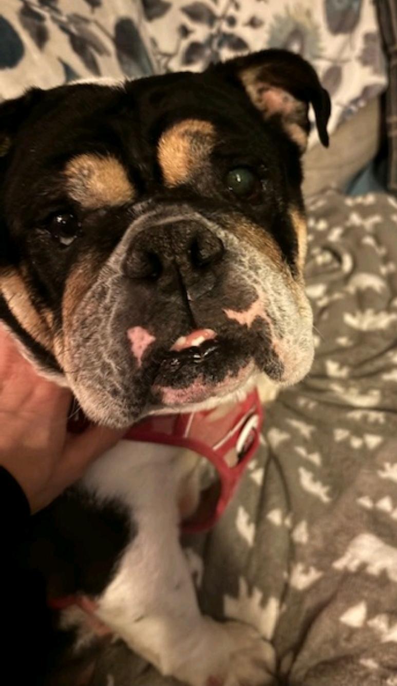 Enlarge Cleo-English bulldog , a ADOPTABLE English Bulldog in Hamburg, NY image 3/6