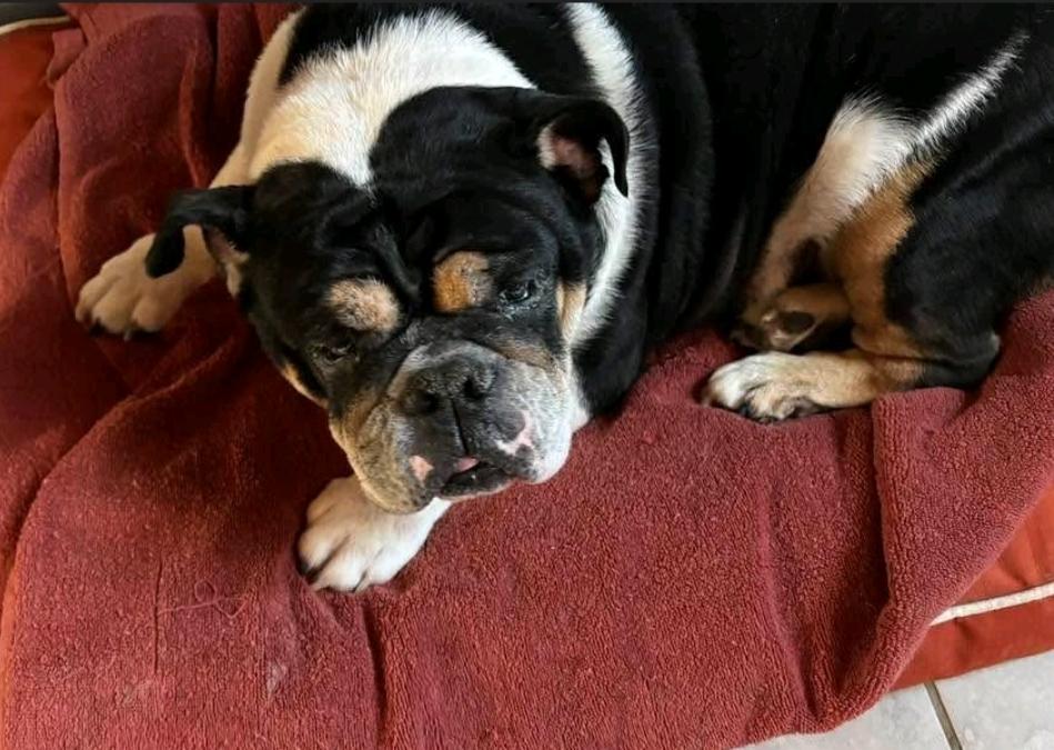 Enlarge Cleo-English bulldog , a ADOPTABLE English Bulldog in Hamburg, NY image 5/6