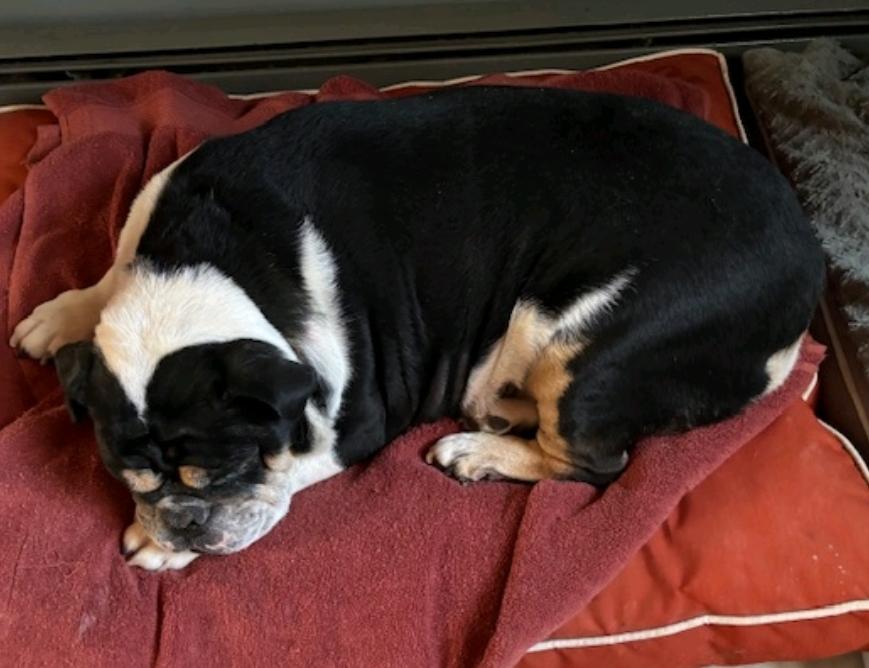 Enlarge Cleo-English bulldog , a ADOPTABLE English Bulldog in Hamburg, NY image 2/6