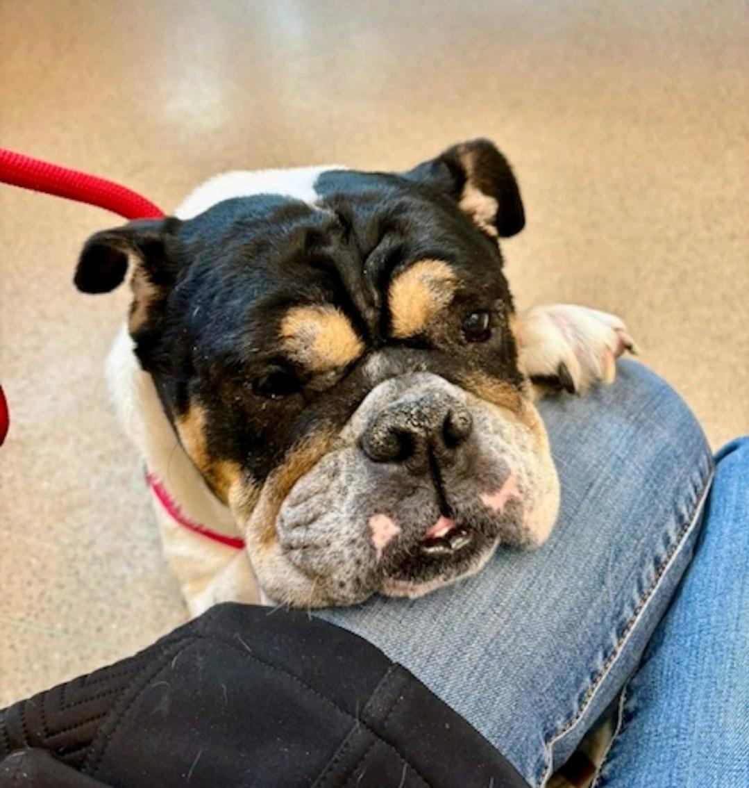 Enlarge Cleo-English bulldog , a ADOPTABLE English Bulldog in Hamburg, NY image 6/6