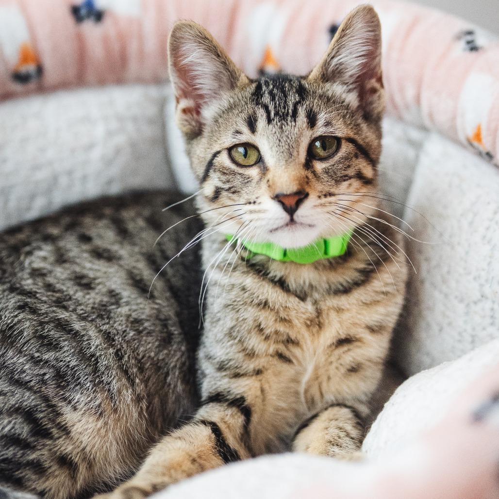 Grommet, adopted, Kitten Male Domestic Short Hair.