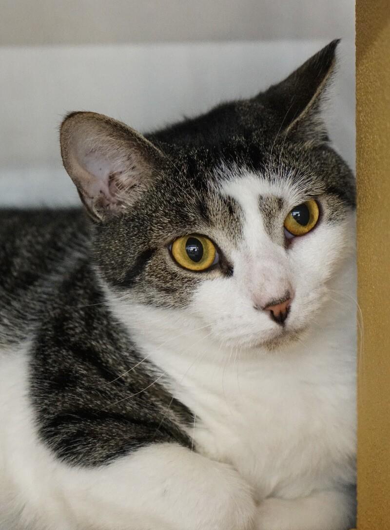 Ely, a Adoptable Domestic Short Hair in Colmar, PA image 1/5