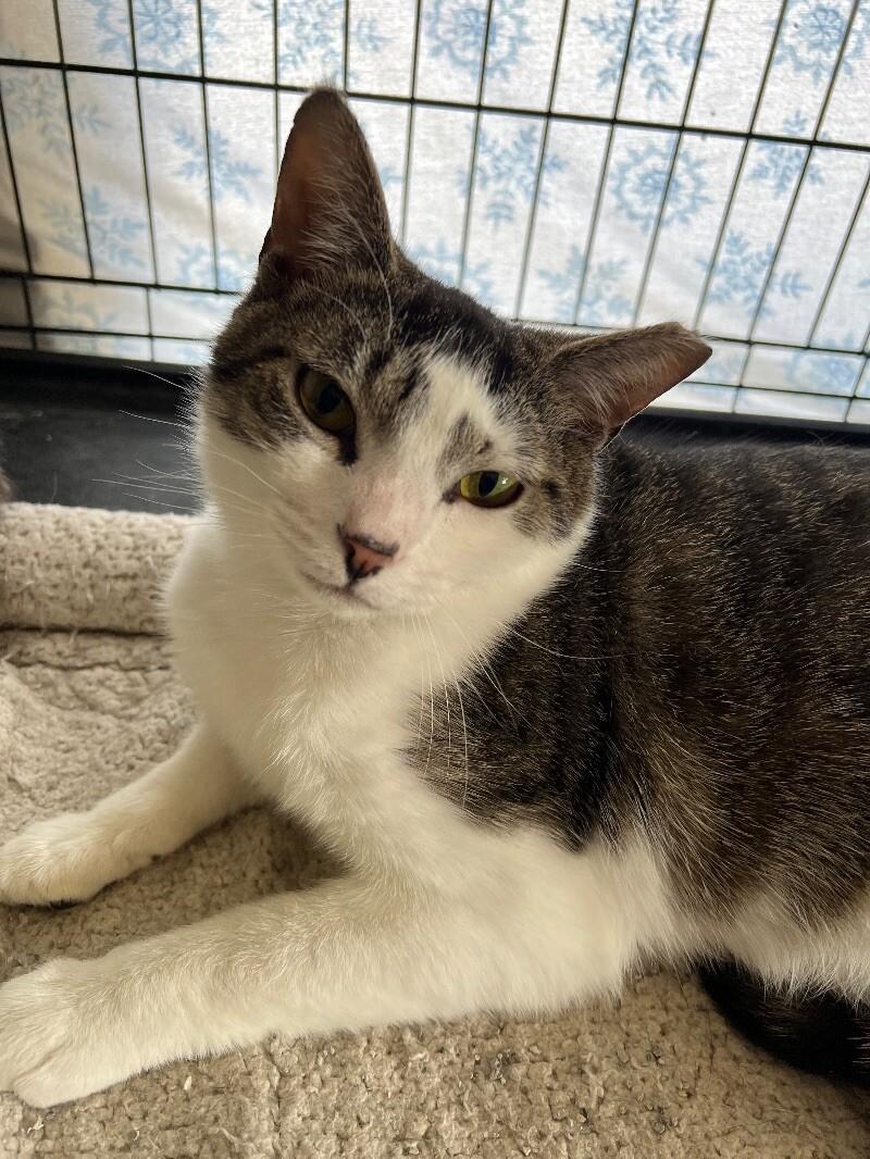 Ely, a Adoptable Domestic Short Hair in Colmar, PA image 2/5