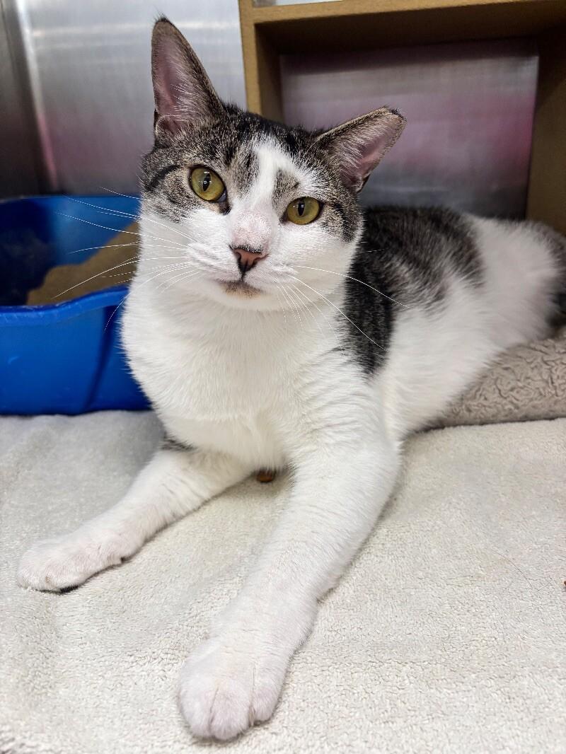Ely, a Adoptable Domestic Short Hair in Colmar, PA image 4/5