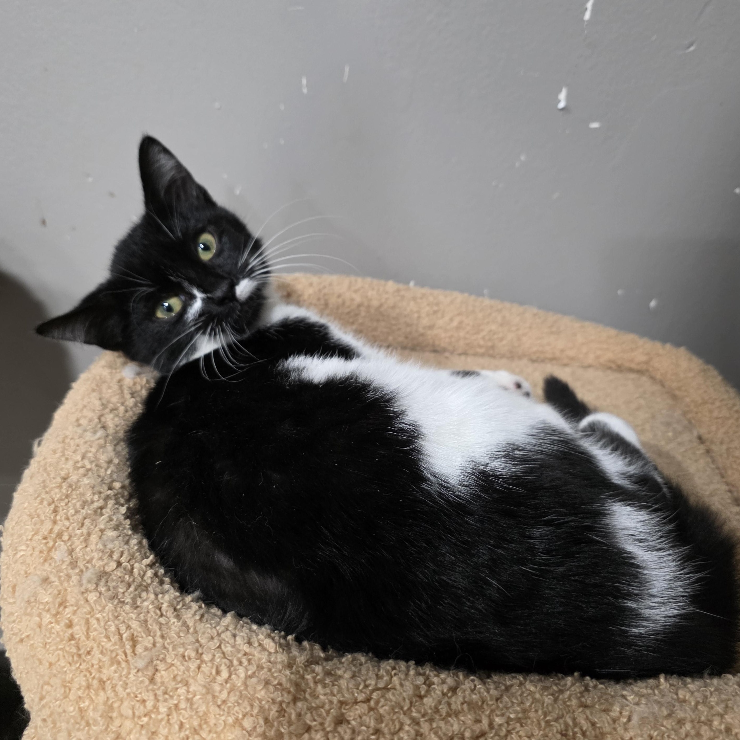 Enlarge Raylen, a Adoptable mixed breed in Mastic beach, NY image 3/3