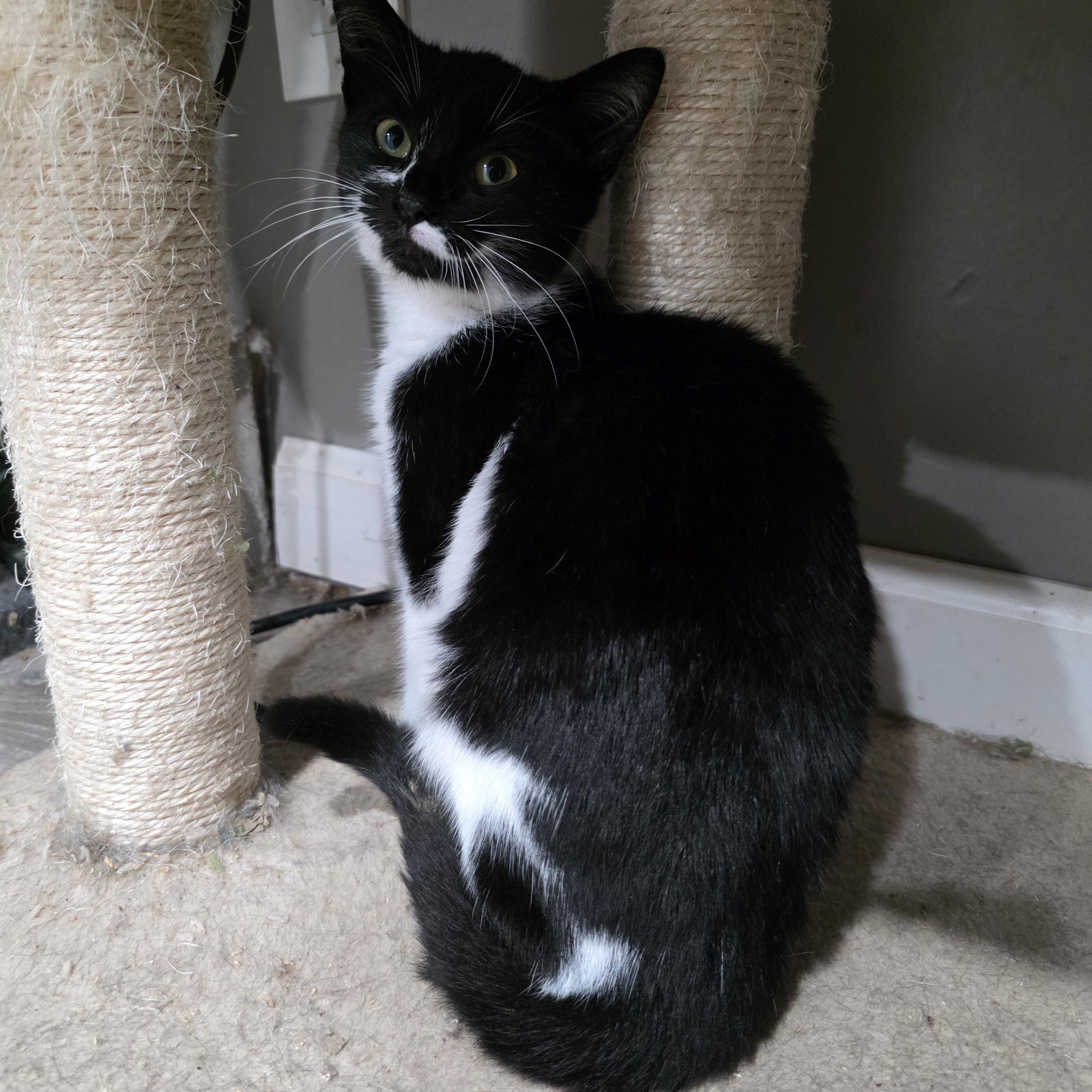 Raylen, Adoptable, Kitten Female Domestic Short Hair & Tuxedo.