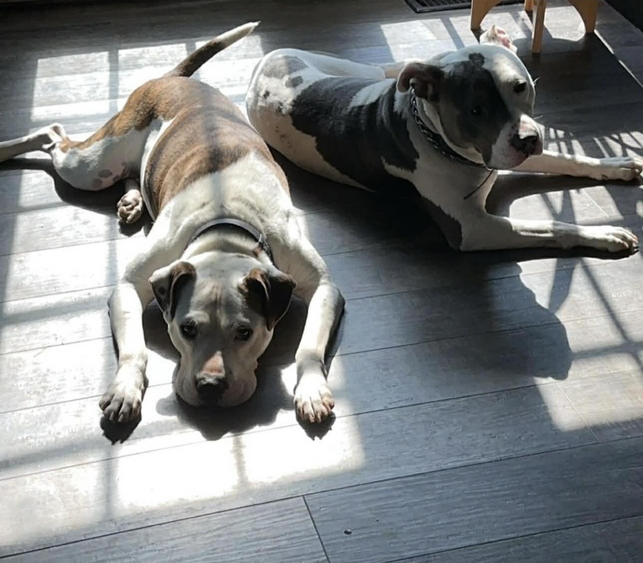 Enlarge Julien , a ADOPTABLE mixed breed in Watertown, CT image 5/6