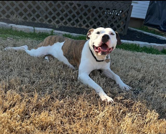 Enlarge Julien , a ADOPTABLE mixed breed in Watertown, CT image 1/6