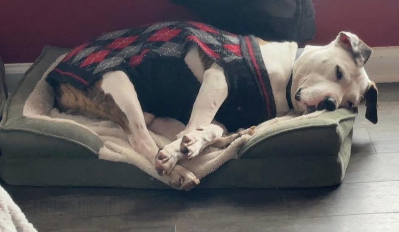 Enlarge Julien , a ADOPTABLE mixed breed in Watertown, CT image 3/6