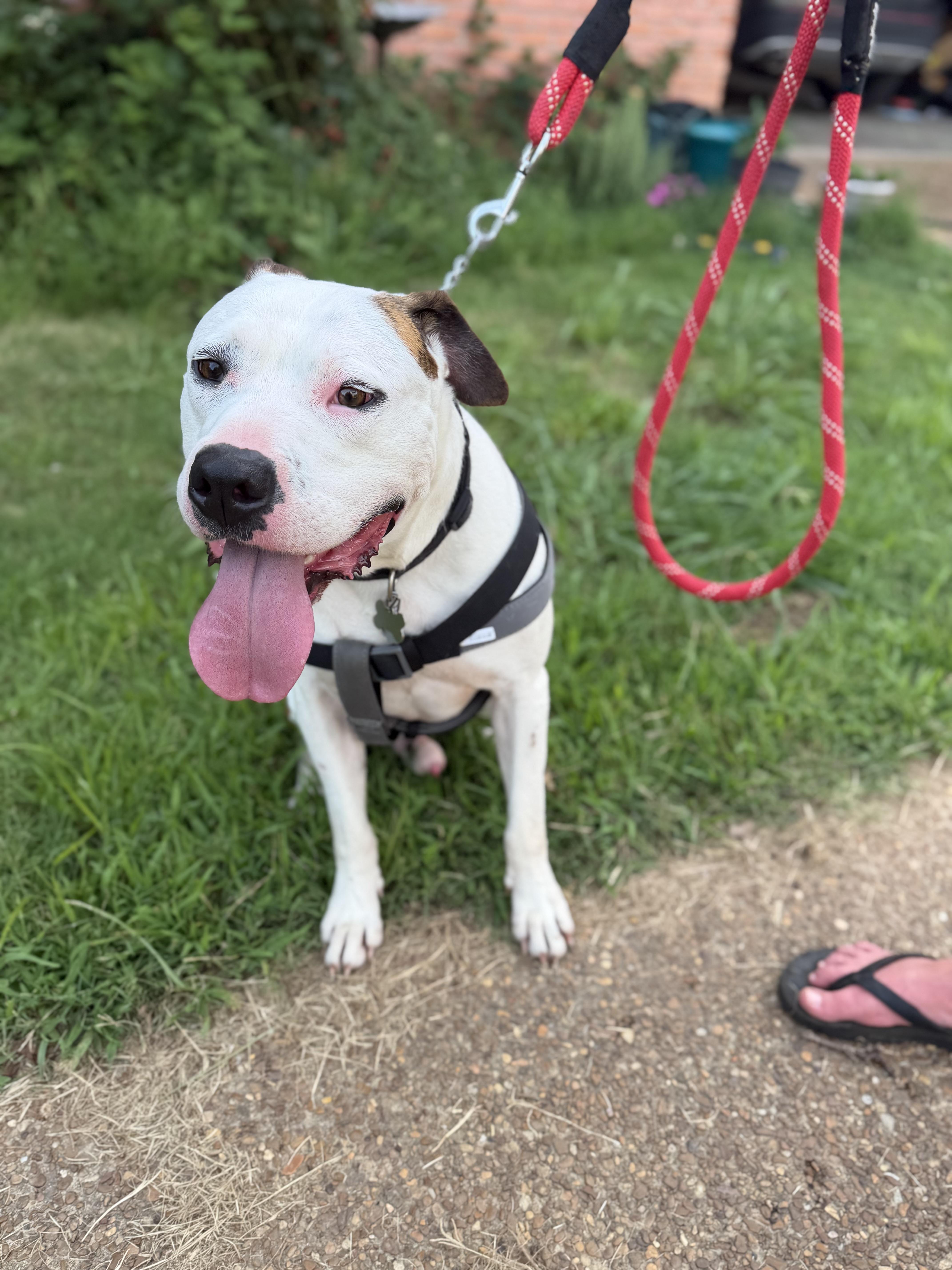 Julien , ADOPTABLE, Adult Male American Bulldog & Labrador Retriever.