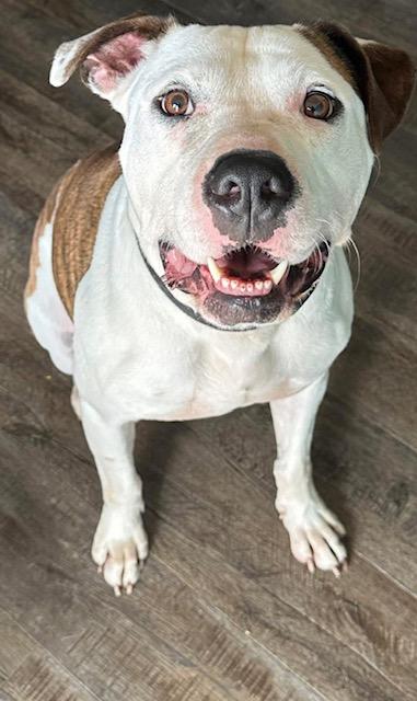 Enlarge Julien , a ADOPTABLE mixed breed in Watertown, CT image 2/6