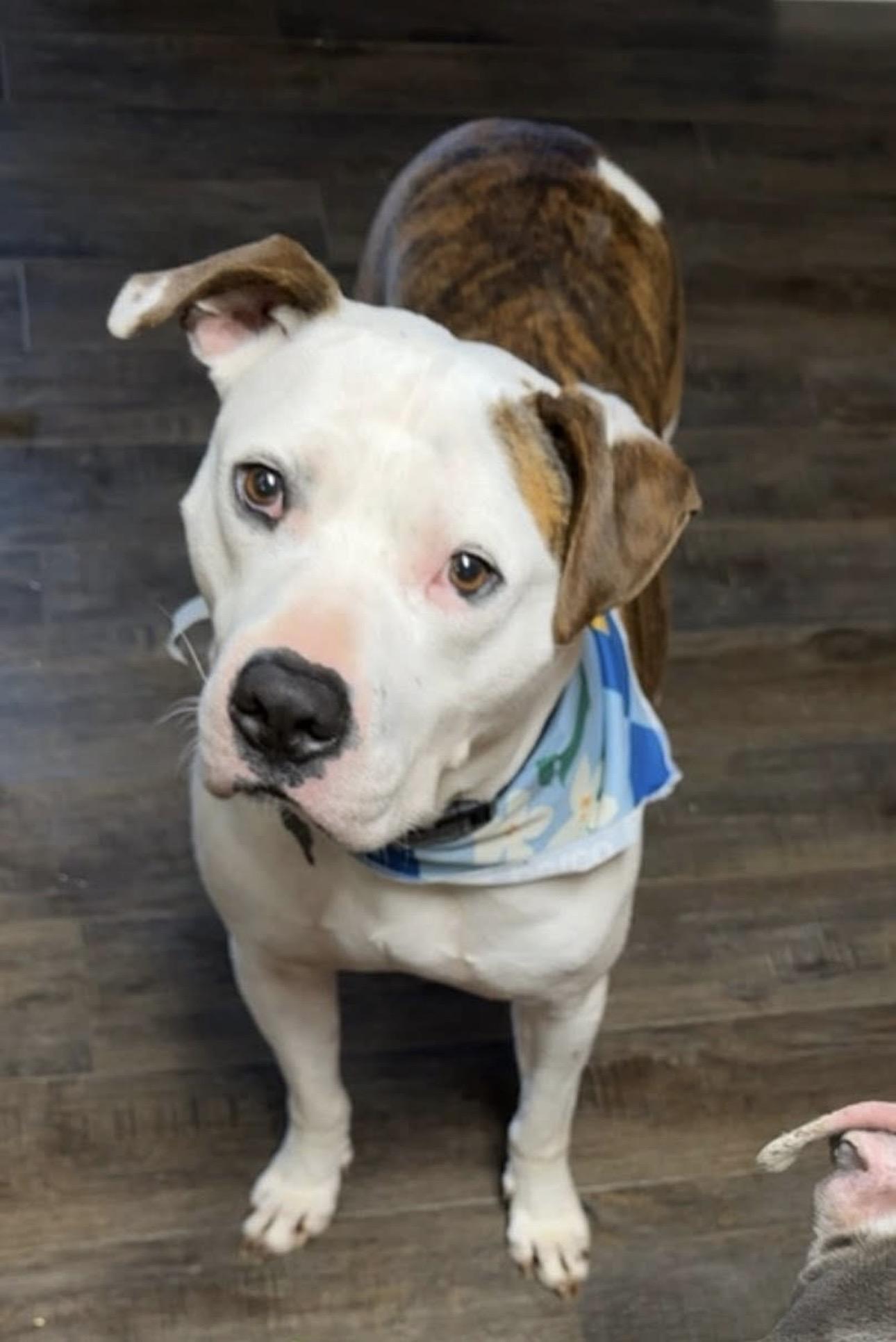 Enlarge Julien , a ADOPTABLE mixed breed in Watertown, CT image 6/6