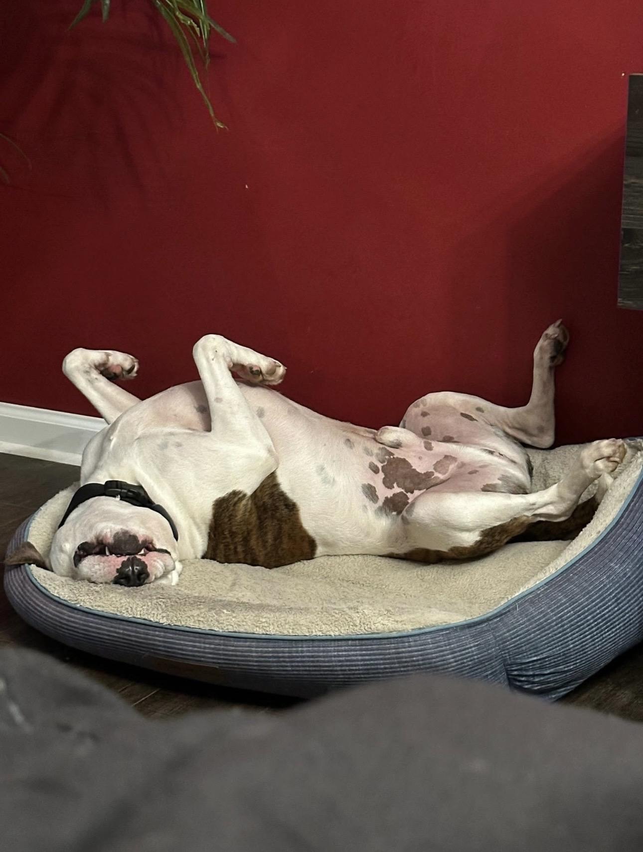 Enlarge Julien , a ADOPTABLE mixed breed in Watertown, CT image 4/6