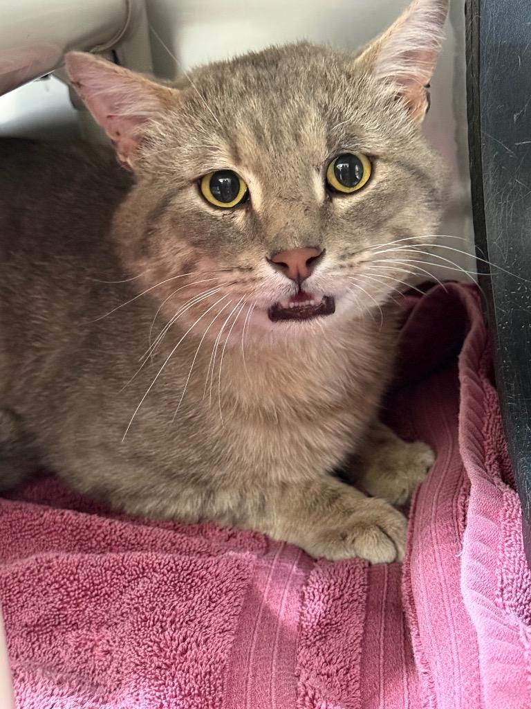Mint Julep, Adoptable, Adult Male Domestic Short Hair.